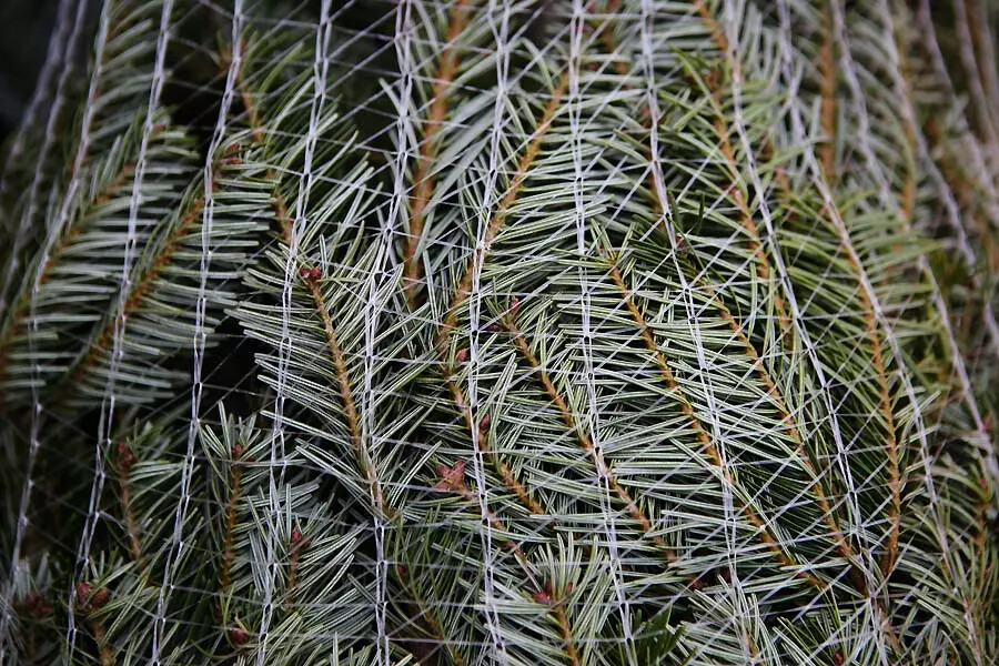 Malla agrotextil de protección sobre coníferas