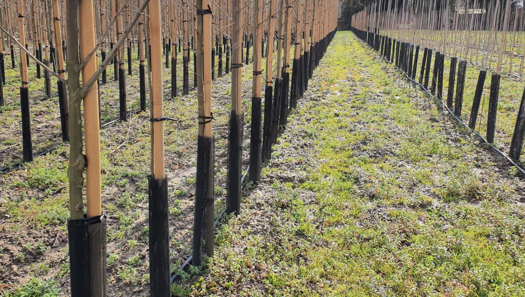 Protectores de árboles en plantación